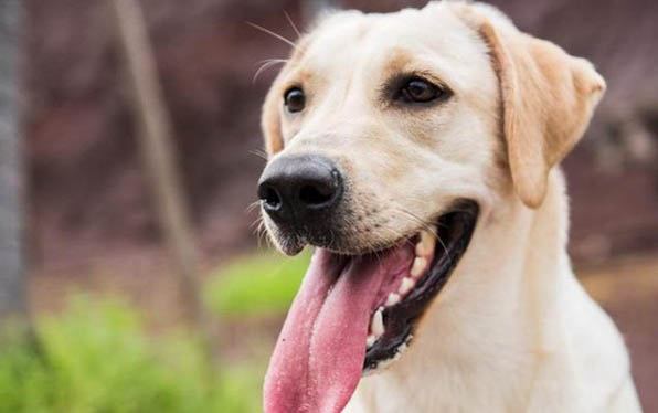 狗狗大小便怎么训练