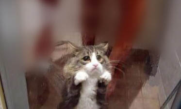 猫咪什么原因会乱拉屎