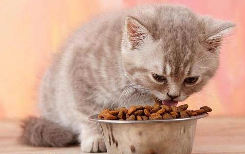 猫咪睡着了抽搐