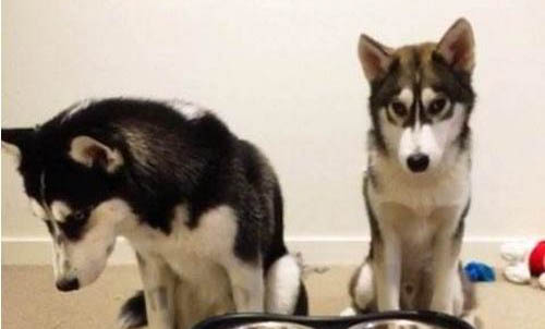狗狗自制狗粮食谱