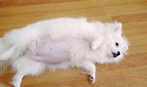 哪里买博美犬