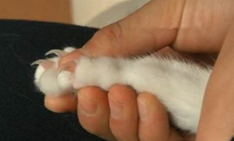 猫咪发烧摸哪个位置