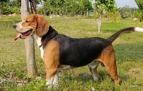 平毛寻回猎犬太兴奋怎么训练