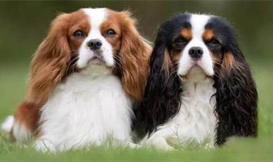 西班牙小猎犬肥胖怎么减肥
