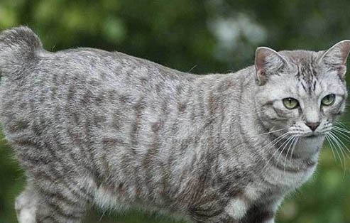 美国短尾猫拉肚子的原因及处理方法