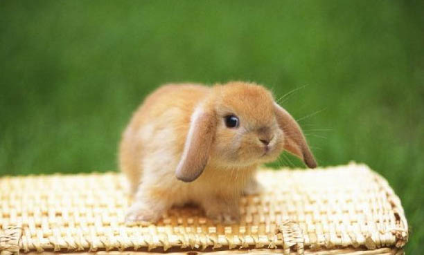兔子怎么区分公母
