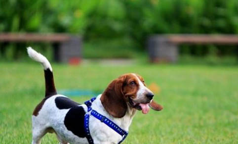 巴吉度犬多大是成犬