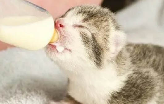 小猫喝凉奶会拉肚子吗