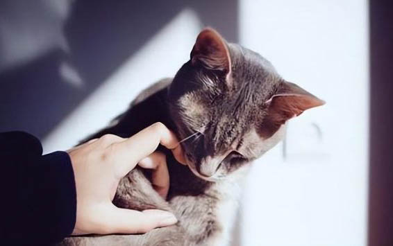小猫一直打喷嚏流鼻涕流眼泪