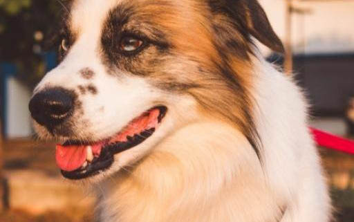 小狗狗的正常体温是多少度啊