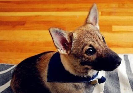 柯基犬是小型犬还是中型犬?