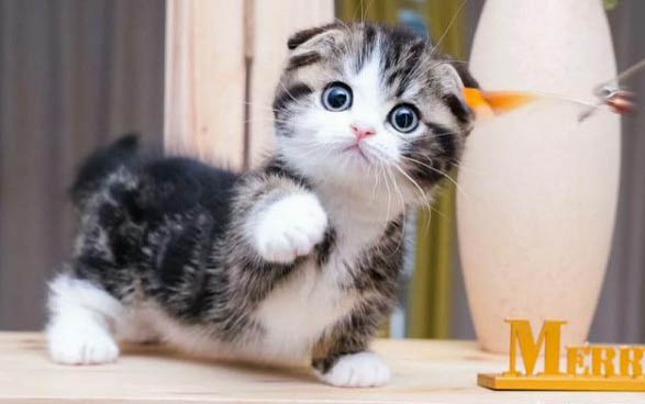 猫得了猫瘟会很痛苦吗