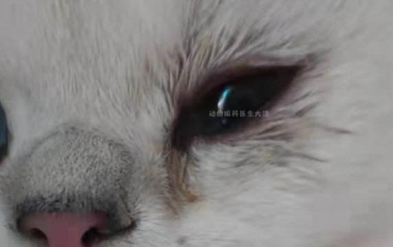 50天的小猫咪怎么喂养好