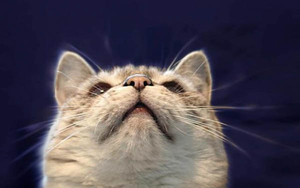 猫咪便秘有哪些原因