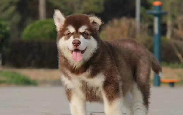 多大的狗狗可以吃狗罐头