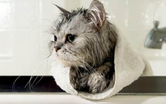 给小猫喂奶注意事项