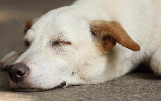狗狗可以吃花生米吗?