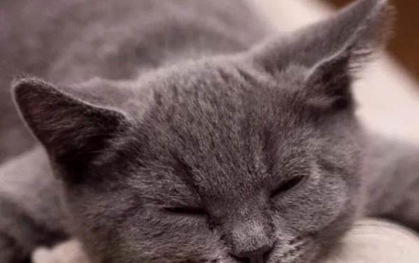 三个月的小猫咪可以洗澡吗