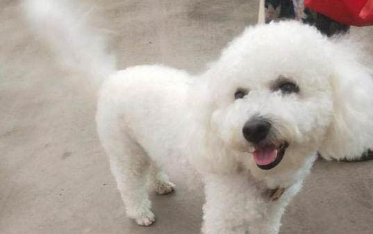 比熊犬怎么训练大小便比熊犬定点大小便训练方法