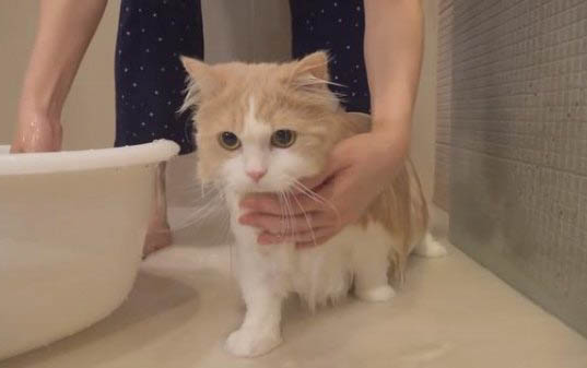 如何调理猫咪的肠胃