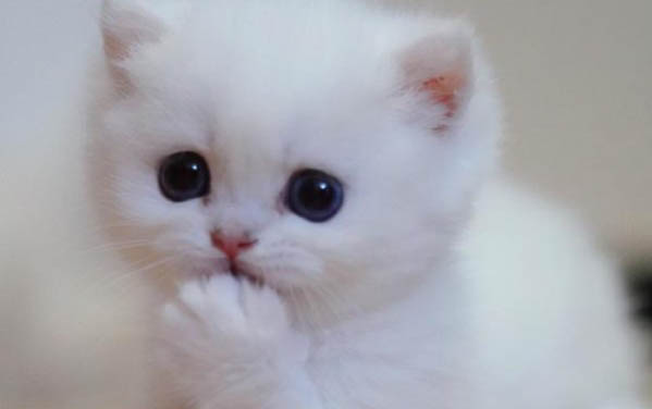 小猫发出呼噜声是什么意思