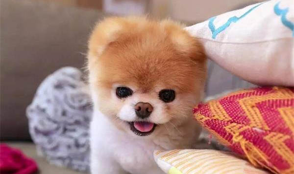 狗狗呕吐后肚子一直响的原因?