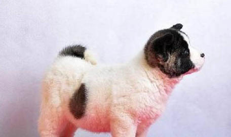 秋田犬和柴犬哪个好?