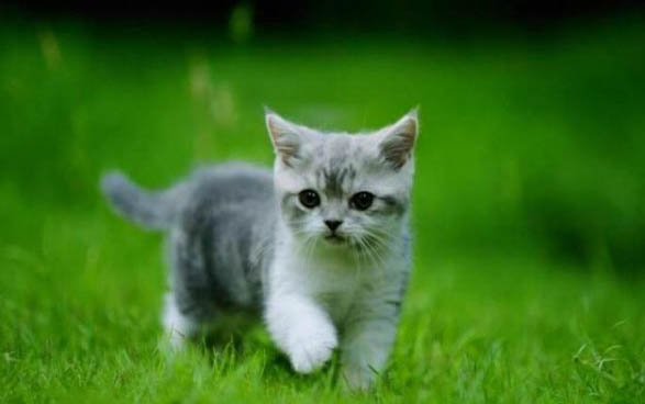 一只猫咪打喷嚏流泪是怎么回事?