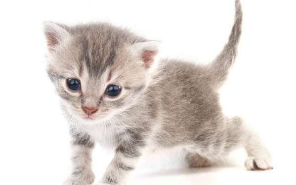 小猫没有奶了还能活几天