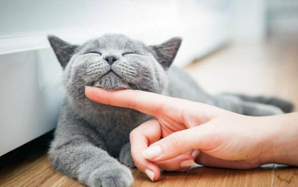 你为什么喜欢猫
