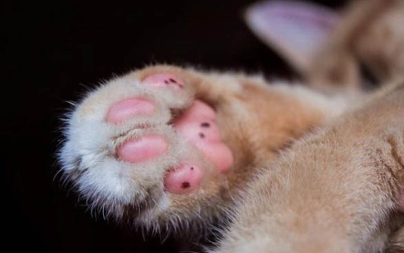 猫可以活到多少岁