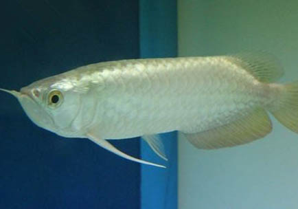 成吉思汗鱼的品种介绍