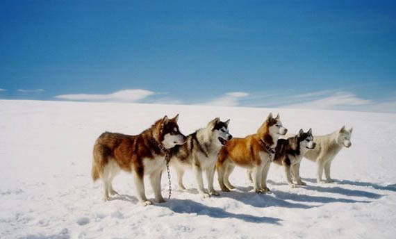 阿拉斯加雪橇犬吐黄粘液的原因及处理方法