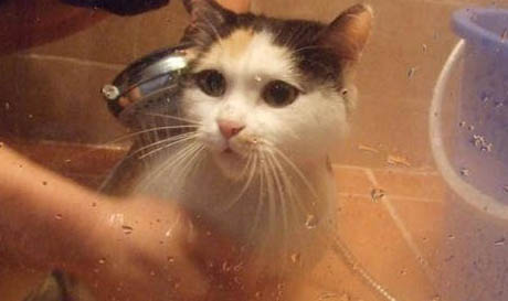 汽车大巴可以带猫咪吗