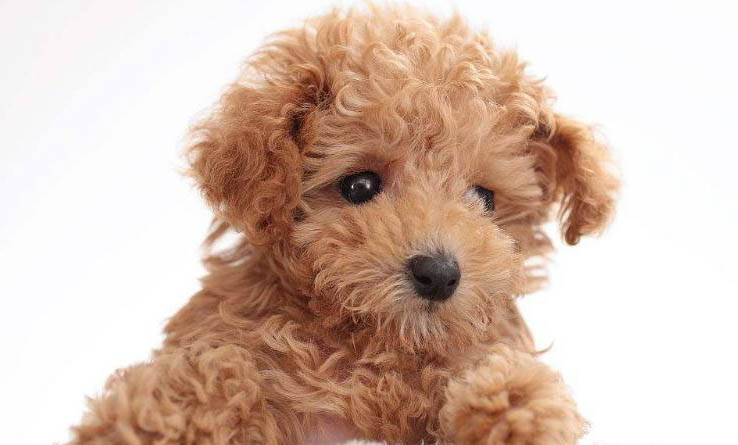 贵宾犬和雪纳瑞哪个好养