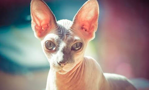 猫咪为什么会漏尿?如何处理以及注意事项