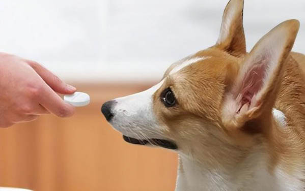 犬用益生菌哪个牌子好
