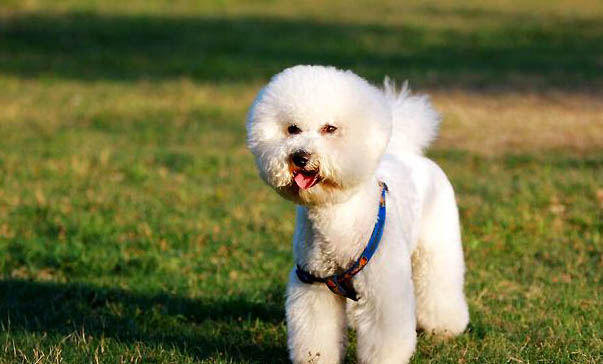 柴犬每个阶段狗粮要喂多少