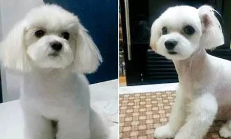 成年泰迪狗怎么喂养方法和流程