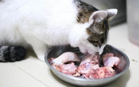 猫眼睛流脓是什么原因