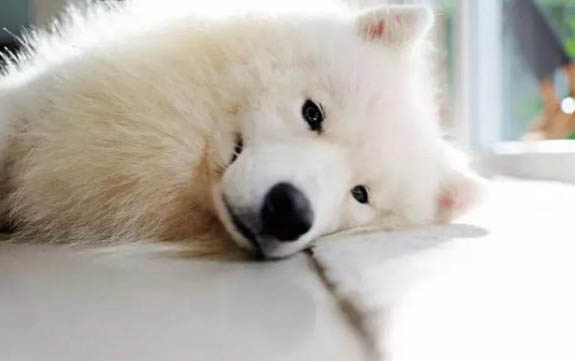 萨摩耶犬的寿命一般是多久
