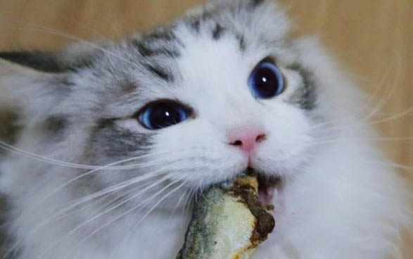 小猫咪的特点和本领有哪些