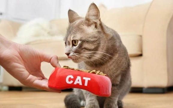 小猫多大用猫抓板