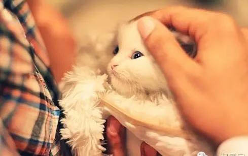 小猫拉稀怎么办 用什么药