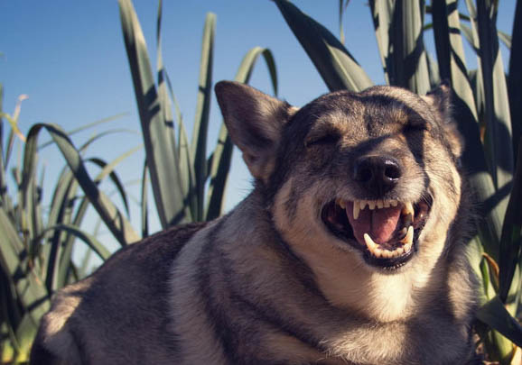 柯基犬多久驱虫一次