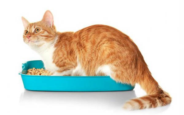 生了猫一般间隔多久就可以生小猫