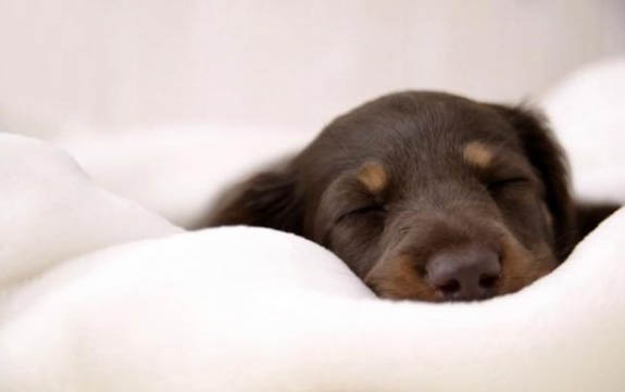 得了犬瘟病狗能活多久