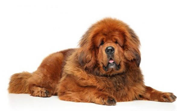 松狮犬和藏獒的区别