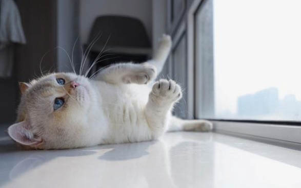 猫为什么不让抱