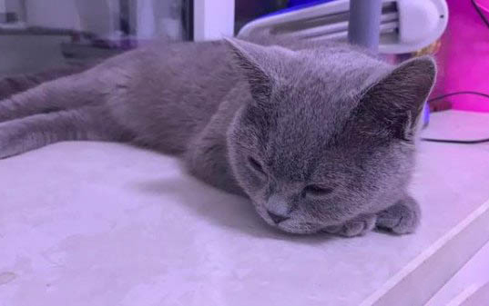 灭蚊灯对猫咪会有伤害吗